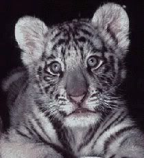 cutewhytecubcloseup.jpg