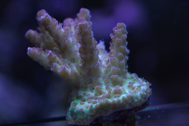 Addicting-Corals-Straberry-.jpg