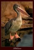 pelicanosucio Avatar
