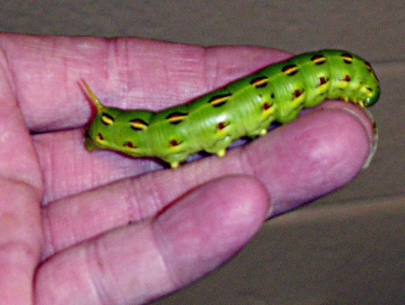 Caterpillar With Tail