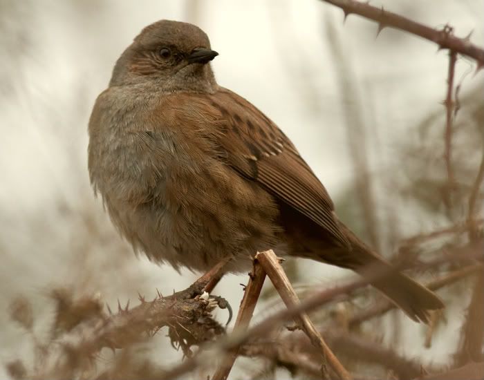 dunnock,hedge sparrow