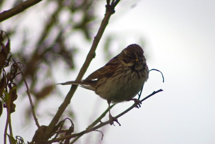 Female reed bunting