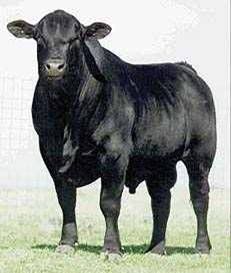 bull Pictures, Images and Photos