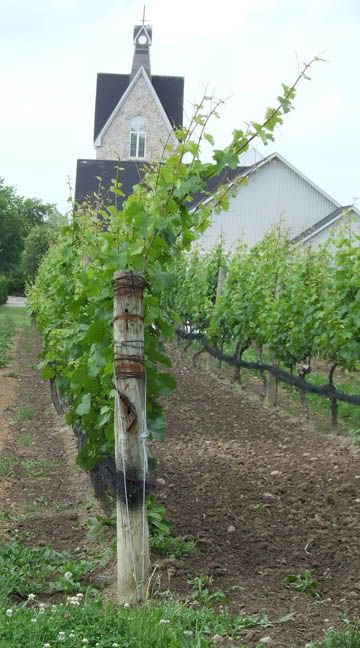 A row of the My WIne, My Way Riesling. You can see Vineland's iconic stone tower in the background.