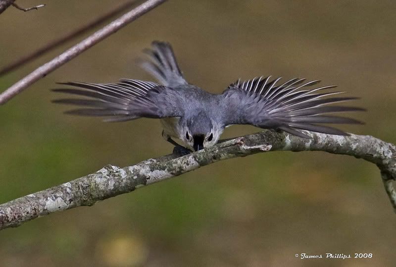 IMAGE: http://i145.photobucket.com/albums/r229/GliderParentsNTN/Birds%202008/8B8D1290copy.jpg