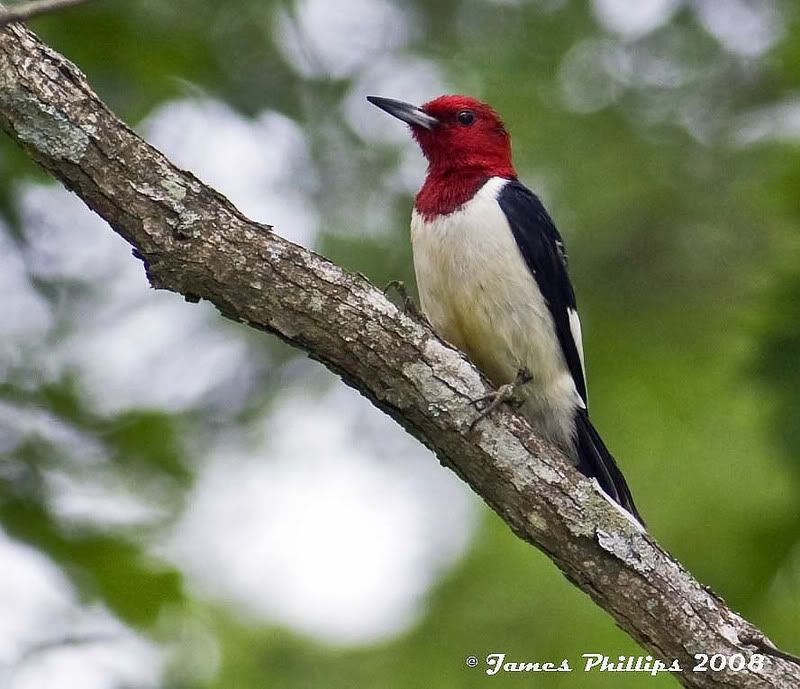 IMAGE: http://i145.photobucket.com/albums/r229/GliderParentsNTN/Birds%202008/8B8D1404copy.jpg