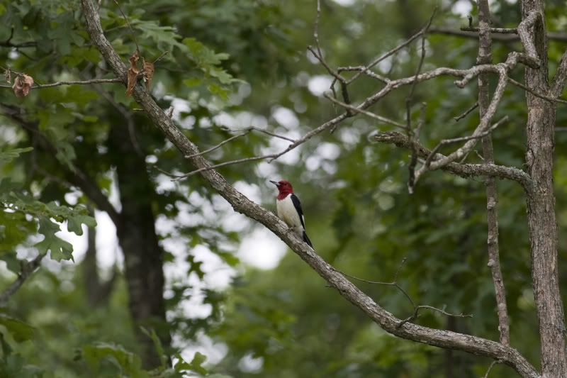 IMAGE: http://i145.photobucket.com/albums/r229/GliderParentsNTN/Birds%202008/8B8D1405.jpg