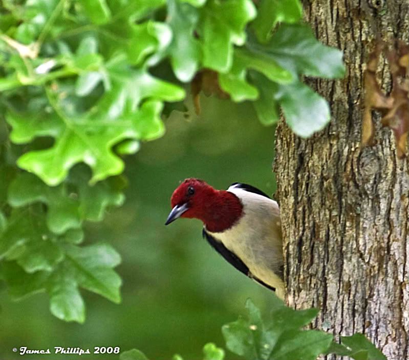 IMAGE: http://i145.photobucket.com/albums/r229/GliderParentsNTN/Birds%202008/8B8D1423copy.jpg