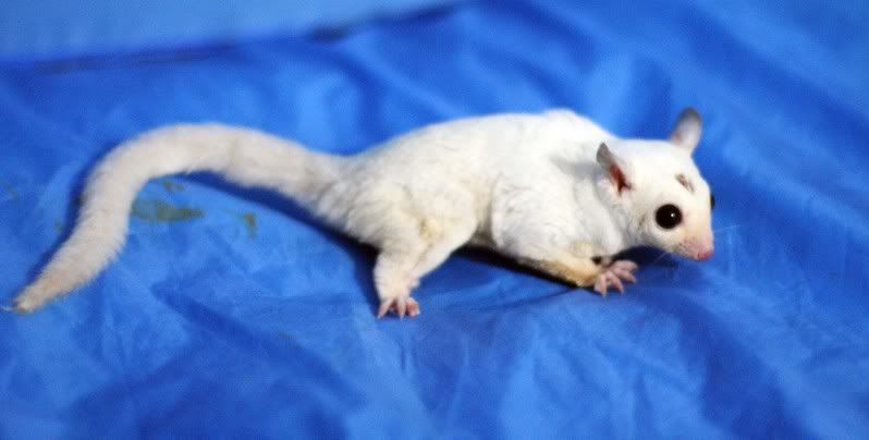 IMAGE: http://i145.photobucket.com/albums/r229/GliderParentsNTN/Casper/Casper.jpg