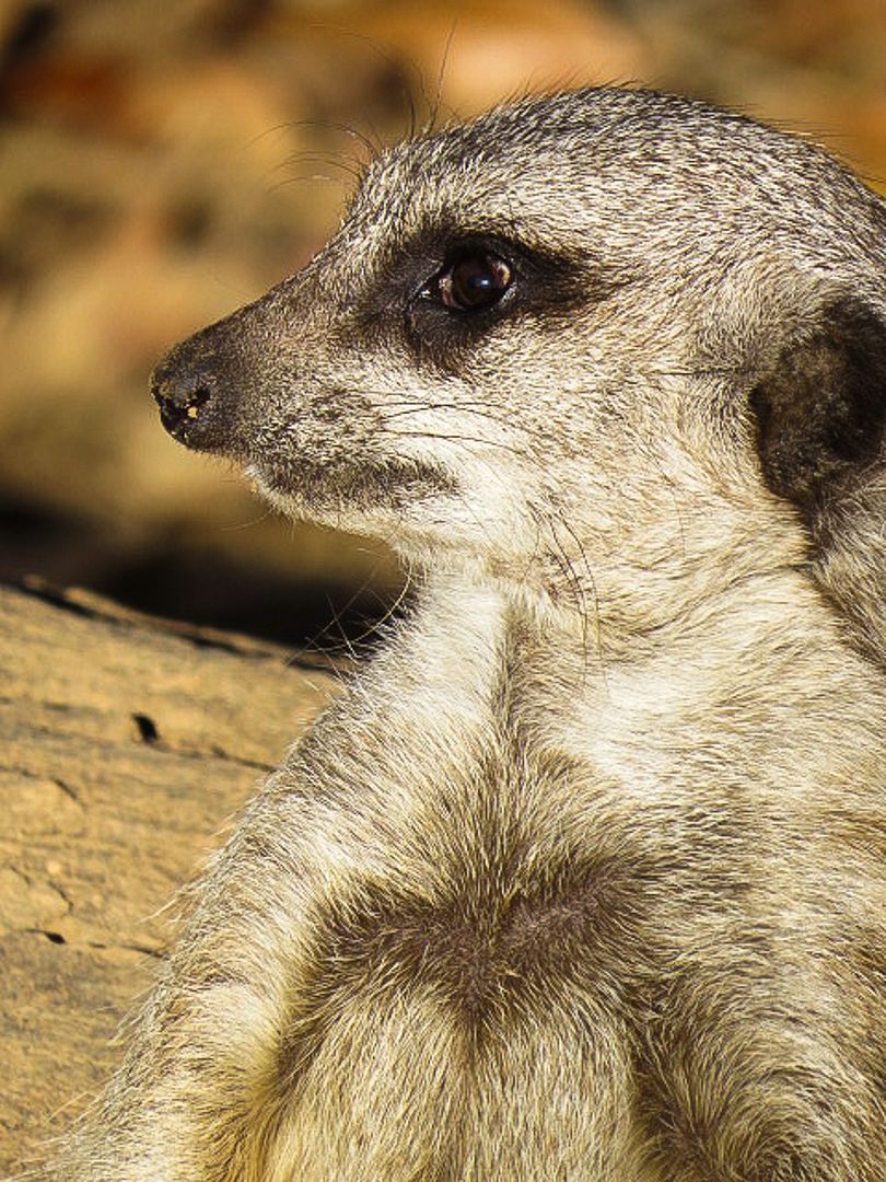 IMAGE: http://i145.photobucket.com/albums/r229/GliderParentsNTN/Nashville%20Zoo%202012/IMG_0732.jpg