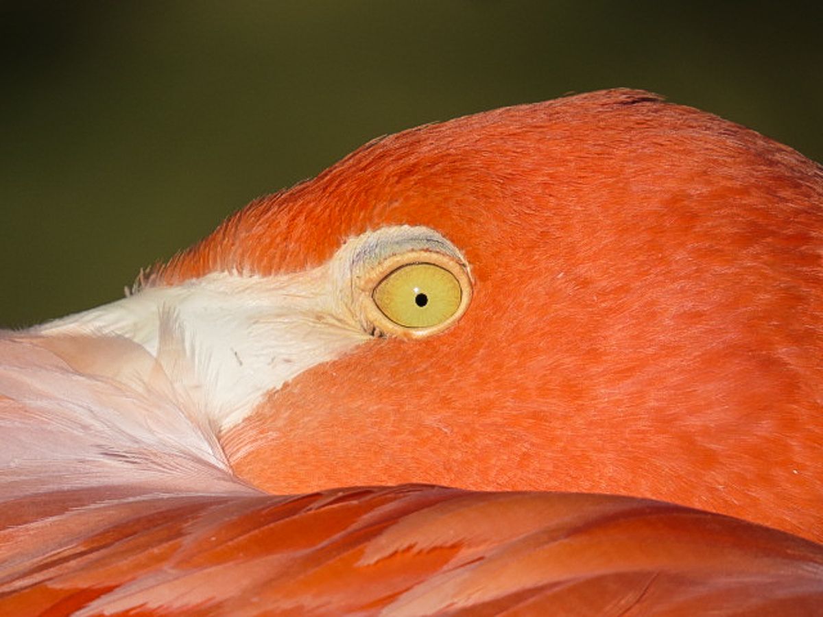 IMAGE: http://i145.photobucket.com/albums/r229/GliderParentsNTN/Nashville%20Zoo%202012/IMG_0745.jpg