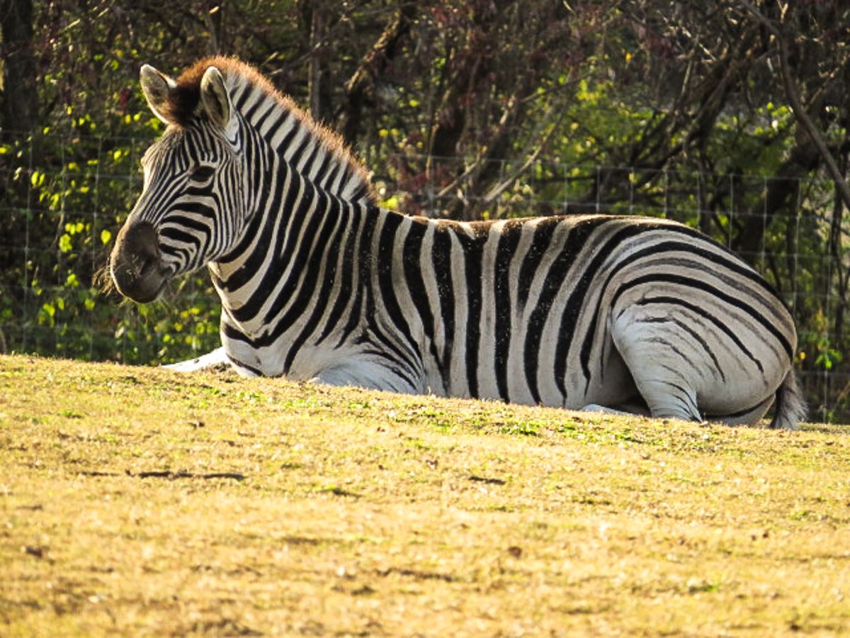 IMAGE: http://i145.photobucket.com/albums/r229/GliderParentsNTN/Nashville%20Zoo%202012/IMG_0893.jpg