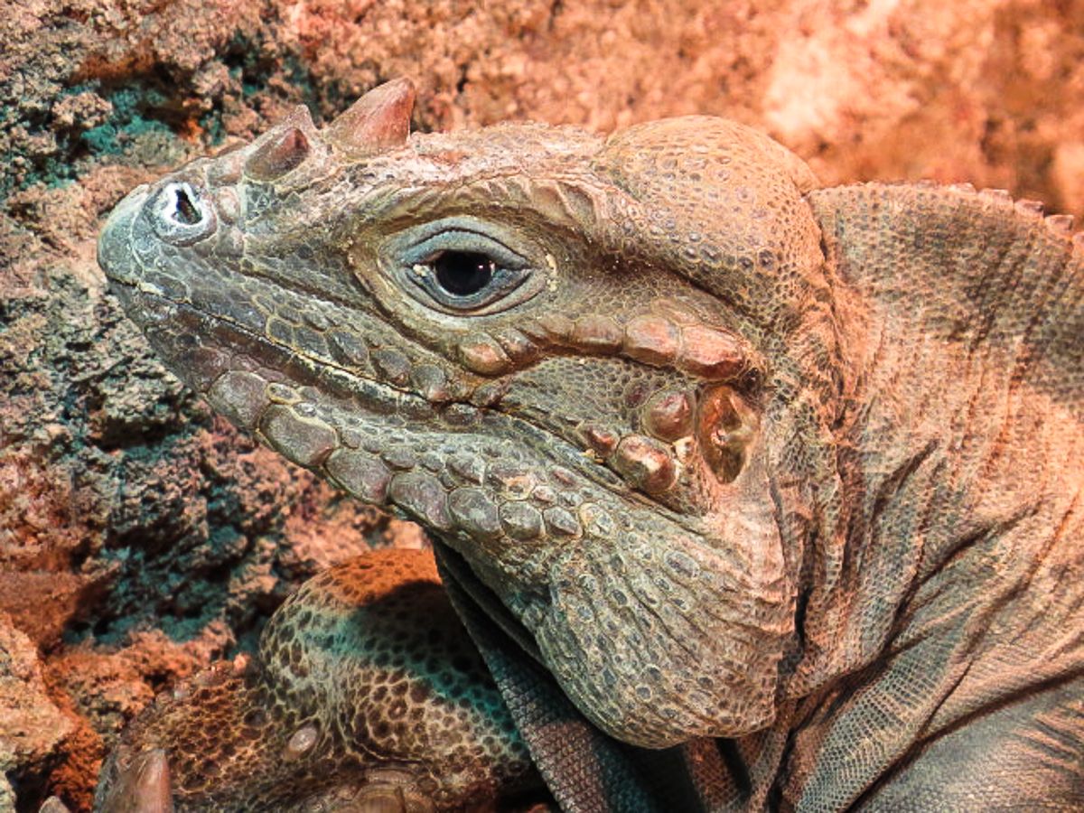 IMAGE: http://i145.photobucket.com/albums/r229/GliderParentsNTN/Nashville%20Zoo%202012/IMG_0985.jpg