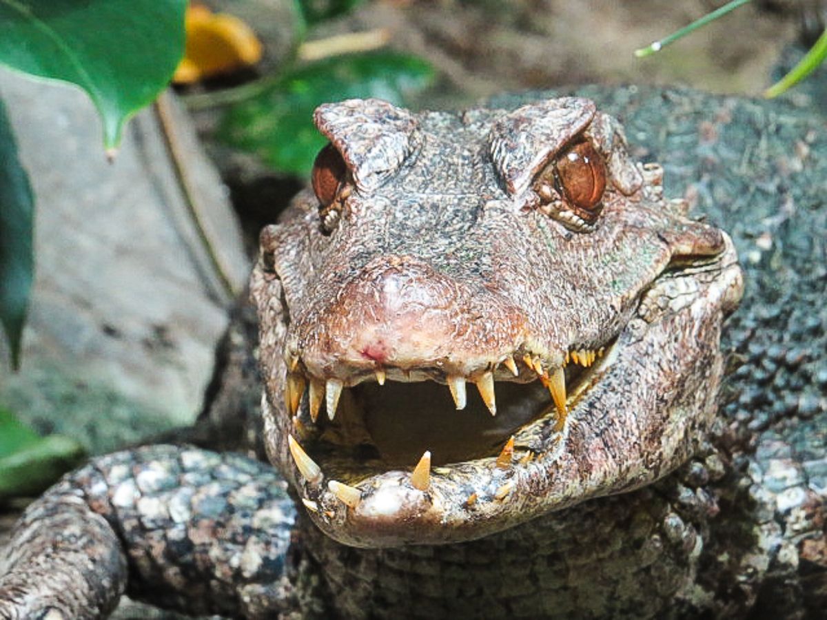 IMAGE: http://i145.photobucket.com/albums/r229/GliderParentsNTN/Nashville%20Zoo%202012/IMG_1005.jpg