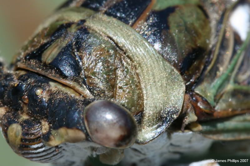 IMAGE: http://i145.photobucket.com/albums/r229/GliderParentsNTN/macro%20testing/IMG_2940.jpg