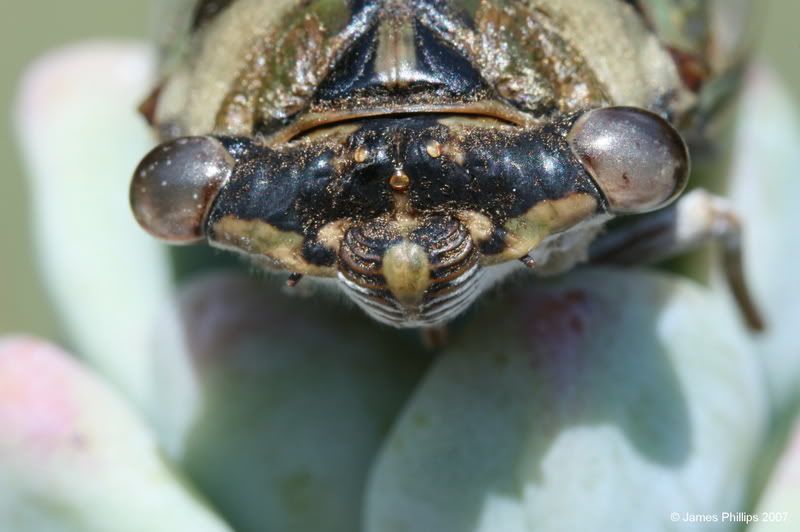 IMAGE: http://i145.photobucket.com/albums/r229/GliderParentsNTN/macro%20testing/IMG_2943.jpg