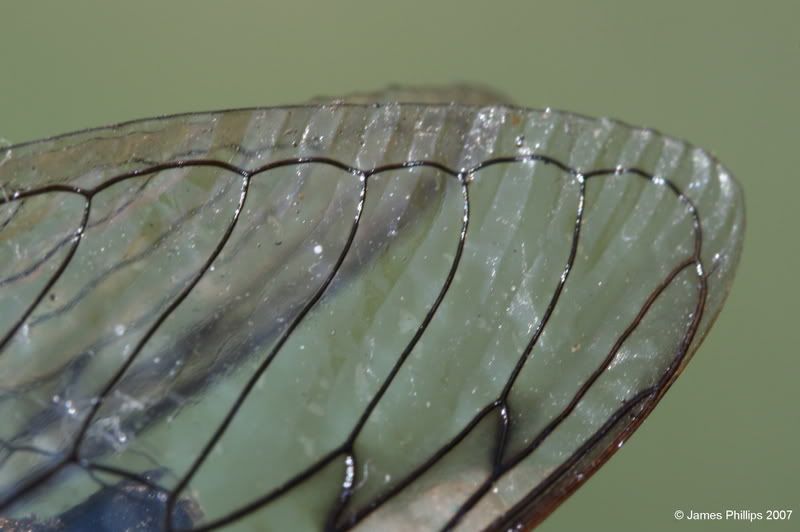 IMAGE: http://i145.photobucket.com/albums/r229/GliderParentsNTN/macro%20testing/IMG_2945.jpg