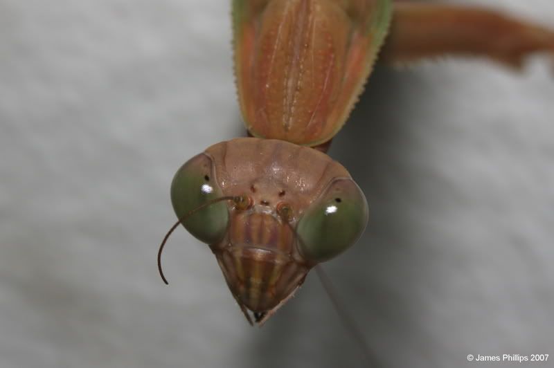 IMAGE: http://i145.photobucket.com/albums/r229/GliderParentsNTN/macro%20testing/IMG_2958.jpg