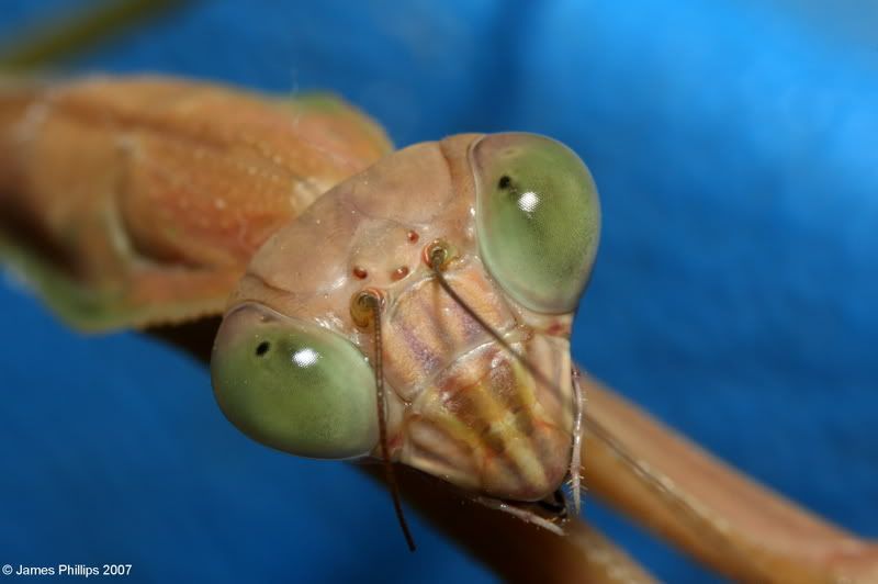 IMAGE: http://i145.photobucket.com/albums/r229/GliderParentsNTN/macro%20testing/IMG_2970.jpg