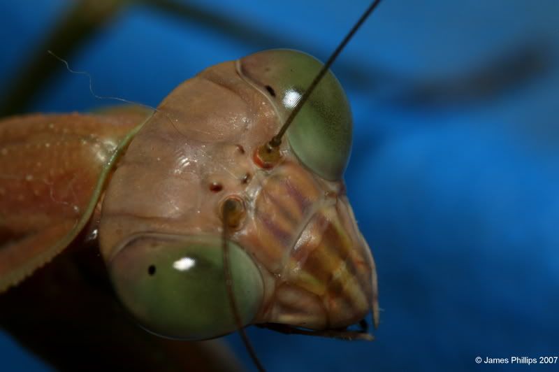 IMAGE: http://i145.photobucket.com/albums/r229/GliderParentsNTN/macro%20testing/IMG_2977.jpg