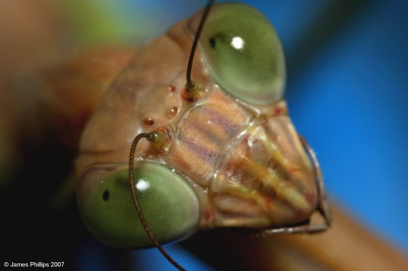 IMAGE: http://i145.photobucket.com/albums/r229/GliderParentsNTN/macro%20testing/IMG_2982.jpg