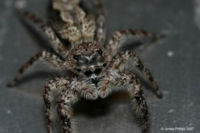 IMAGE: http://i145.photobucket.com/albums/r229/GliderParentsNTN/macro%20testing/IMG_3015.jpg