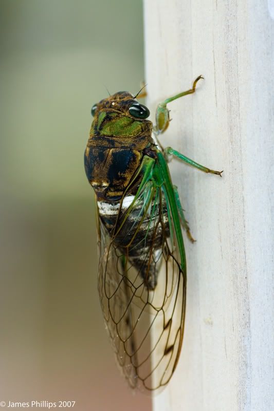 IMAGE: http://i145.photobucket.com/albums/r229/GliderParentsNTN/macro%20testing/IMG_3159copy.jpg