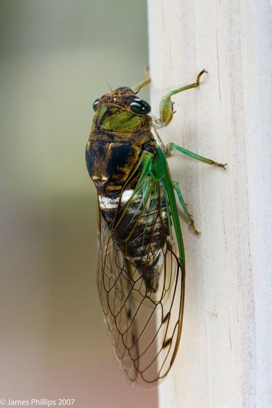 IMAGE: http://i145.photobucket.com/albums/r229/GliderParentsNTN/macro%20testing/IMG_3161copy.jpg