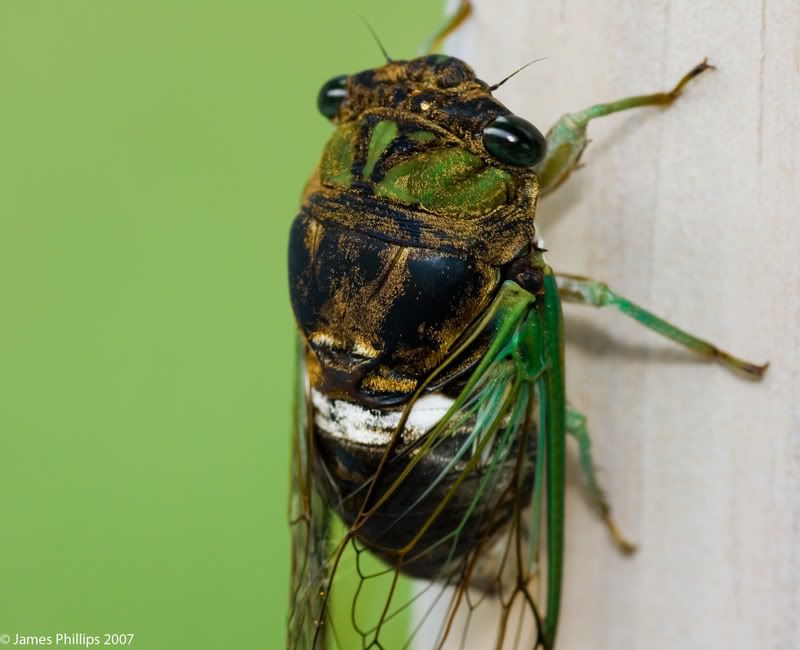 IMAGE: http://i145.photobucket.com/albums/r229/GliderParentsNTN/macro%20testing/IMG_3166copy.jpg