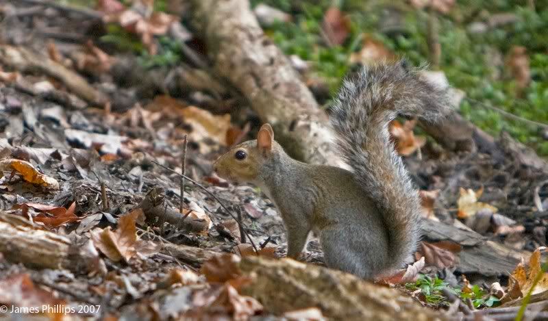 IMAGE: http://i145.photobucket.com/albums/r229/GliderParentsNTN/wildlife/IMG_3144copy.jpg