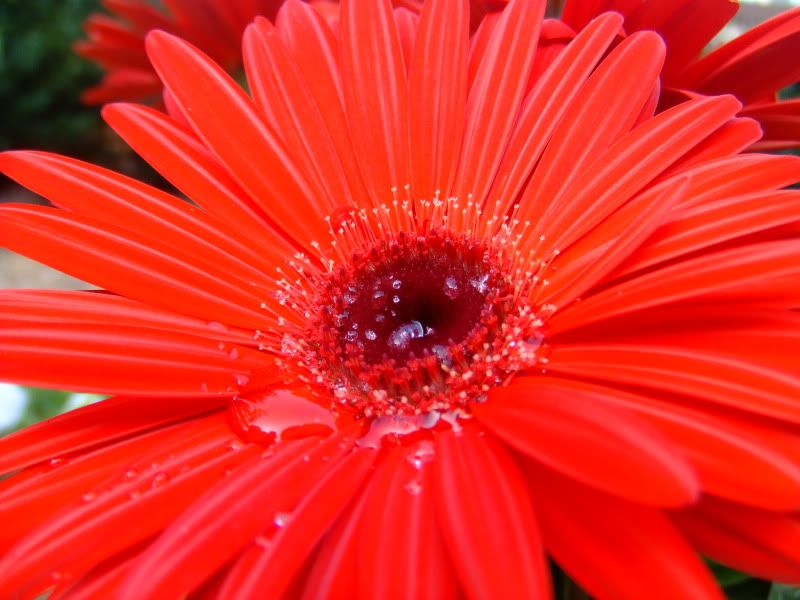 gerber daisy photo: Red Daisy Dew Daisy.jpg
