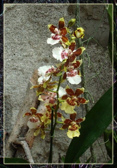 DSC00920.jpg