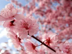 Cherry Blossom Pictures, Images and Photos