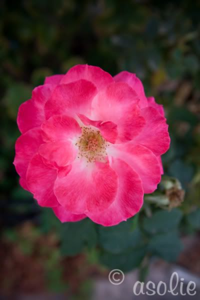 IMAGE: http://i145.photobucket.com/albums/r233/asolie/BigOpenRose.jpg