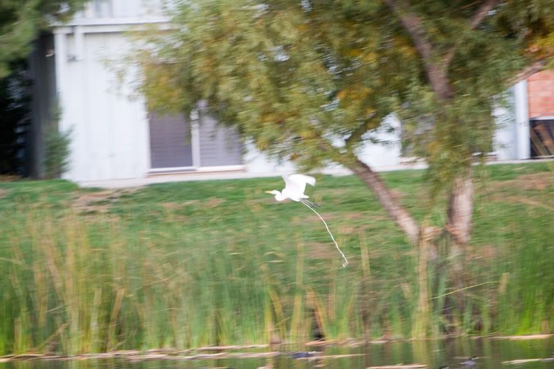 IMAGE: http://i145.photobucket.com/albums/r233/asolie/Birds/Craneresized.jpg