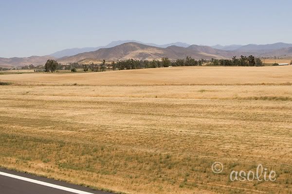 IMAGE: http://i145.photobucket.com/albums/r233/asolie/Birds/GoldenFieldView.jpg