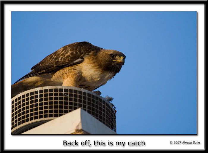 IMAGE: http://i145.photobucket.com/albums/r233/asolie/Birds/Hawk-on-roof-1.jpg