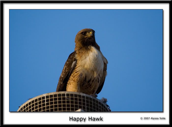 IMAGE: http://i145.photobucket.com/albums/r233/asolie/Birds/Hawk-on-roof-2.jpg