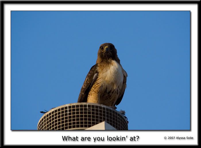 IMAGE: http://i145.photobucket.com/albums/r233/asolie/Birds/Hawk-on-roof-3.jpg