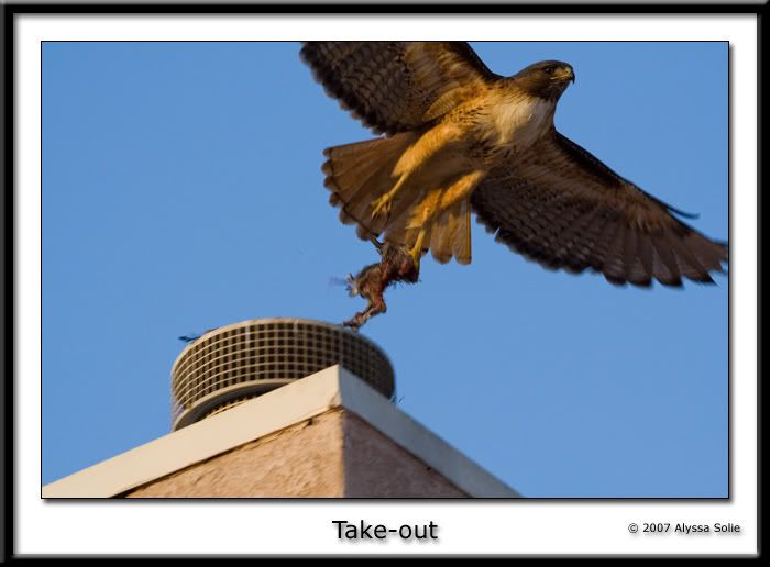 IMAGE: http://i145.photobucket.com/albums/r233/asolie/Birds/Hawk-on-roof-4.jpg