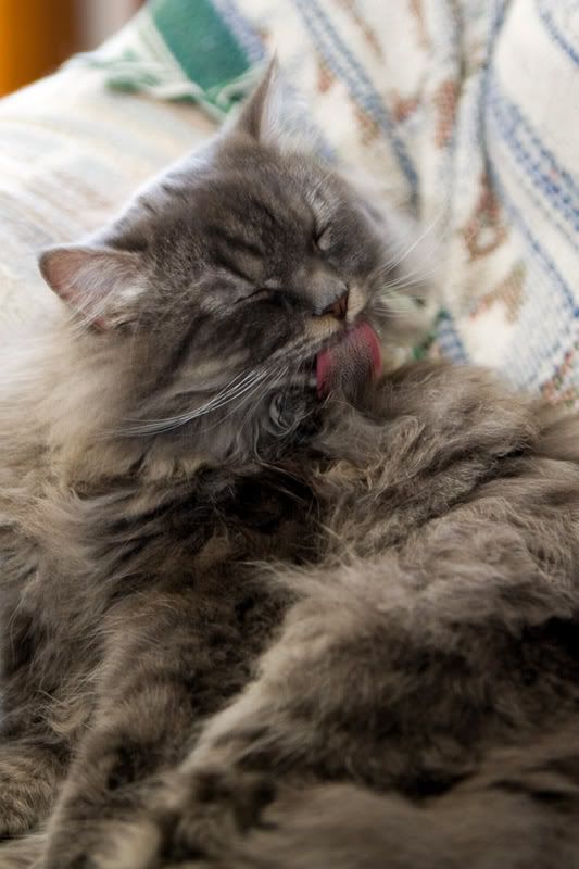 IMAGE: http://i145.photobucket.com/albums/r233/asolie/Cat/CatLick2-WEB.jpg