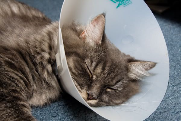 IMAGE: http://i145.photobucket.com/albums/r233/asolie/Cat/IMG_4317.jpg