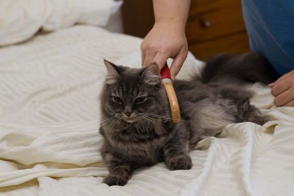 IMAGE: http://i145.photobucket.com/albums/r233/asolie/Cat/IMG_4478.jpg