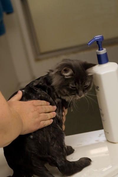 IMAGE: http://i145.photobucket.com/albums/r233/asolie/Cat/IMG_4489.jpg