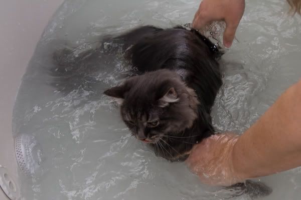 IMAGE: http://i145.photobucket.com/albums/r233/asolie/Cat/IMG_4500.jpg