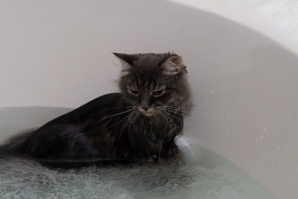 IMAGE: http://i145.photobucket.com/albums/r233/asolie/Cat/IMG_4503.jpg