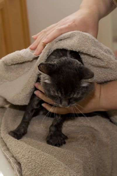 IMAGE: http://i145.photobucket.com/albums/r233/asolie/Cat/IMG_4509.jpg