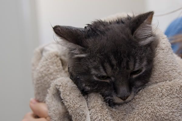 IMAGE: http://i145.photobucket.com/albums/r233/asolie/Cat/IMG_4510.jpg