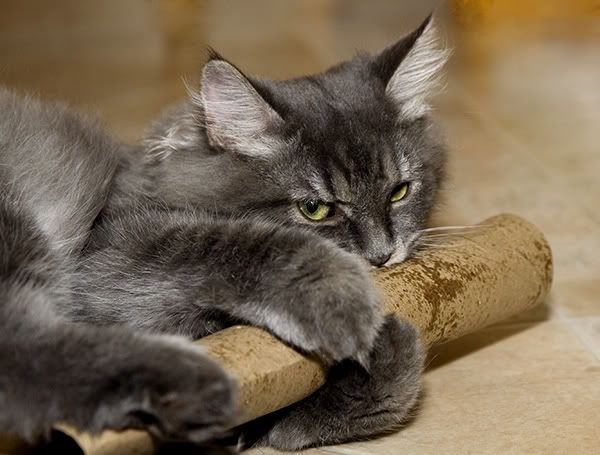 IMAGE: http://i145.photobucket.com/albums/r233/asolie/Cat/Shasta7-or-5.jpg