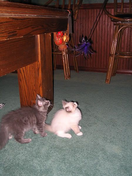 IMAGE: http://i145.photobucket.com/albums/r233/asolie/Cat/gray-and-white-kitty.jpg